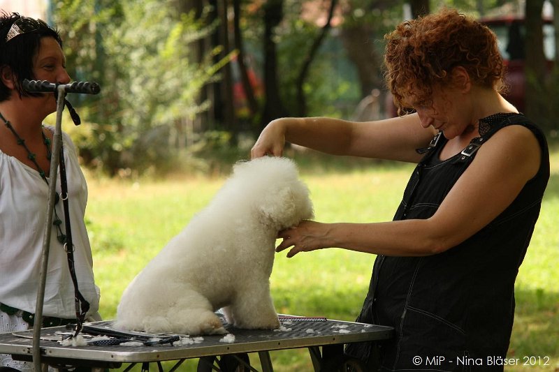 2012-07-01 B & B - Bedlington & Bichon Fun Day (30)_1500x1000.jpg
